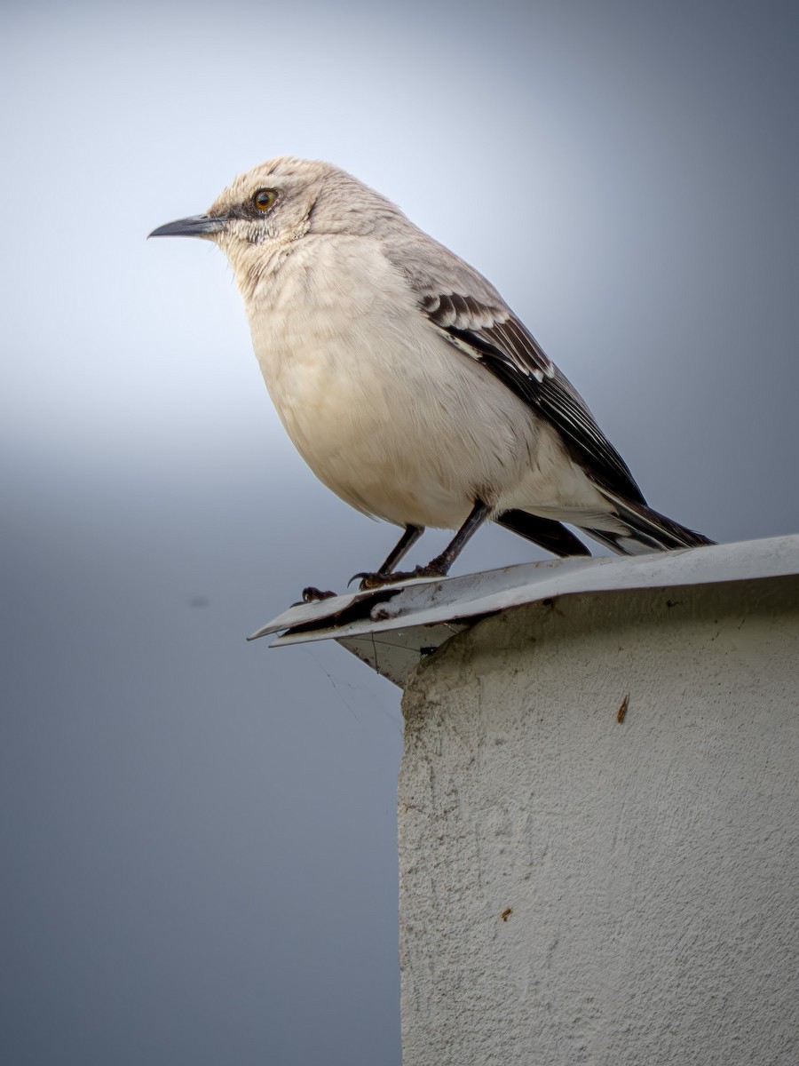 Tropical Mockingbird - ML645764595