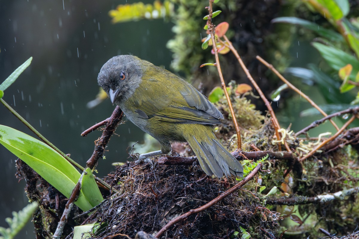 Dusky Chlorospingus - ML645764599