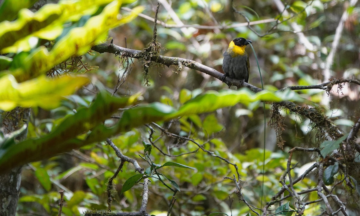 Nelicourvi Weaver - ML645764600