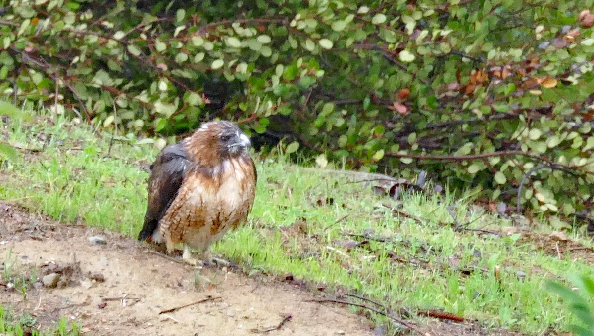 Red-tailed Hawk - ML645764601