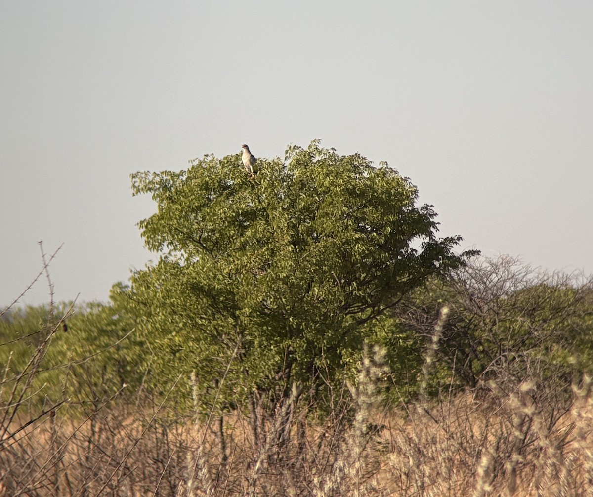 Pale Chanting-Goshawk - ML645764602