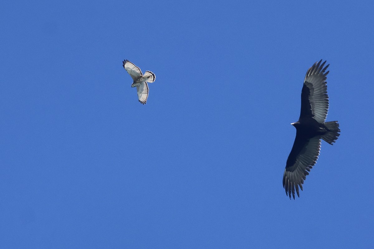 Broad-winged Hawk - ML645764603