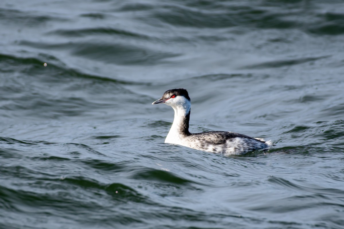 角鸊鷉 - ML645764604