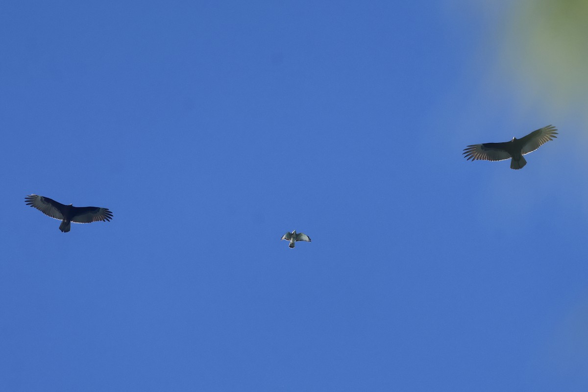 Broad-winged Hawk - ML645764605