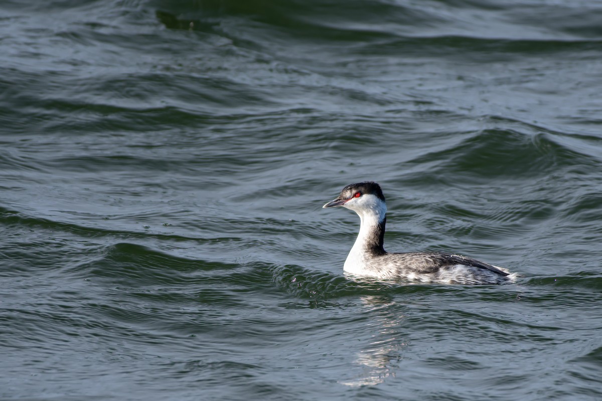 角鸊鷉 - ML645764606