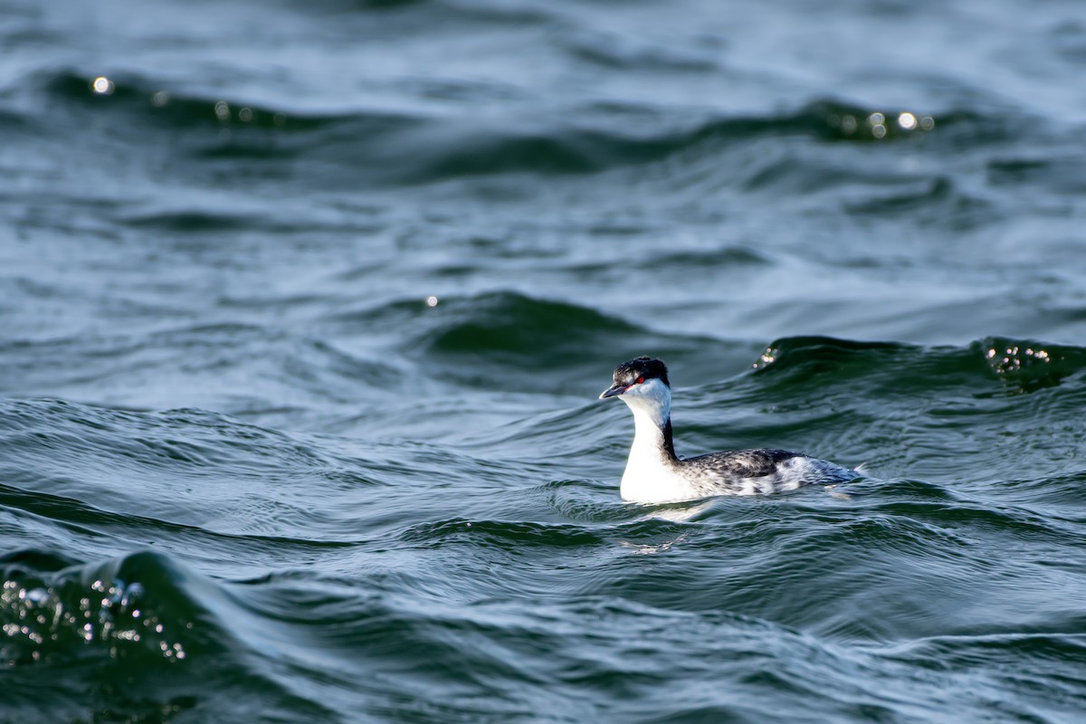 角鸊鷉 - ML645764607