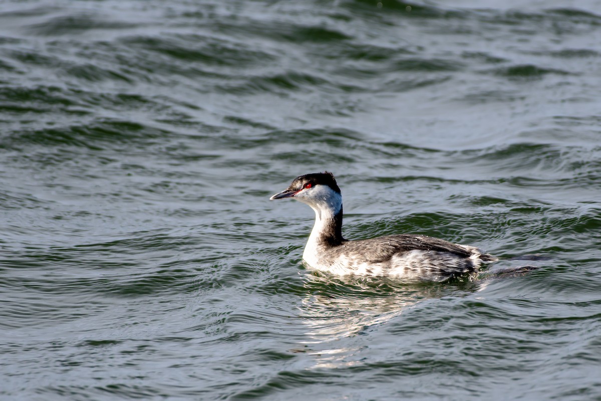 角鸊鷉 - ML645764608