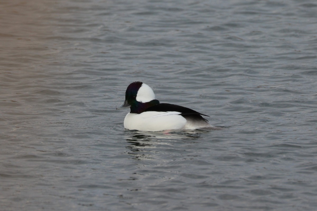 Bufflehead - ML645764614