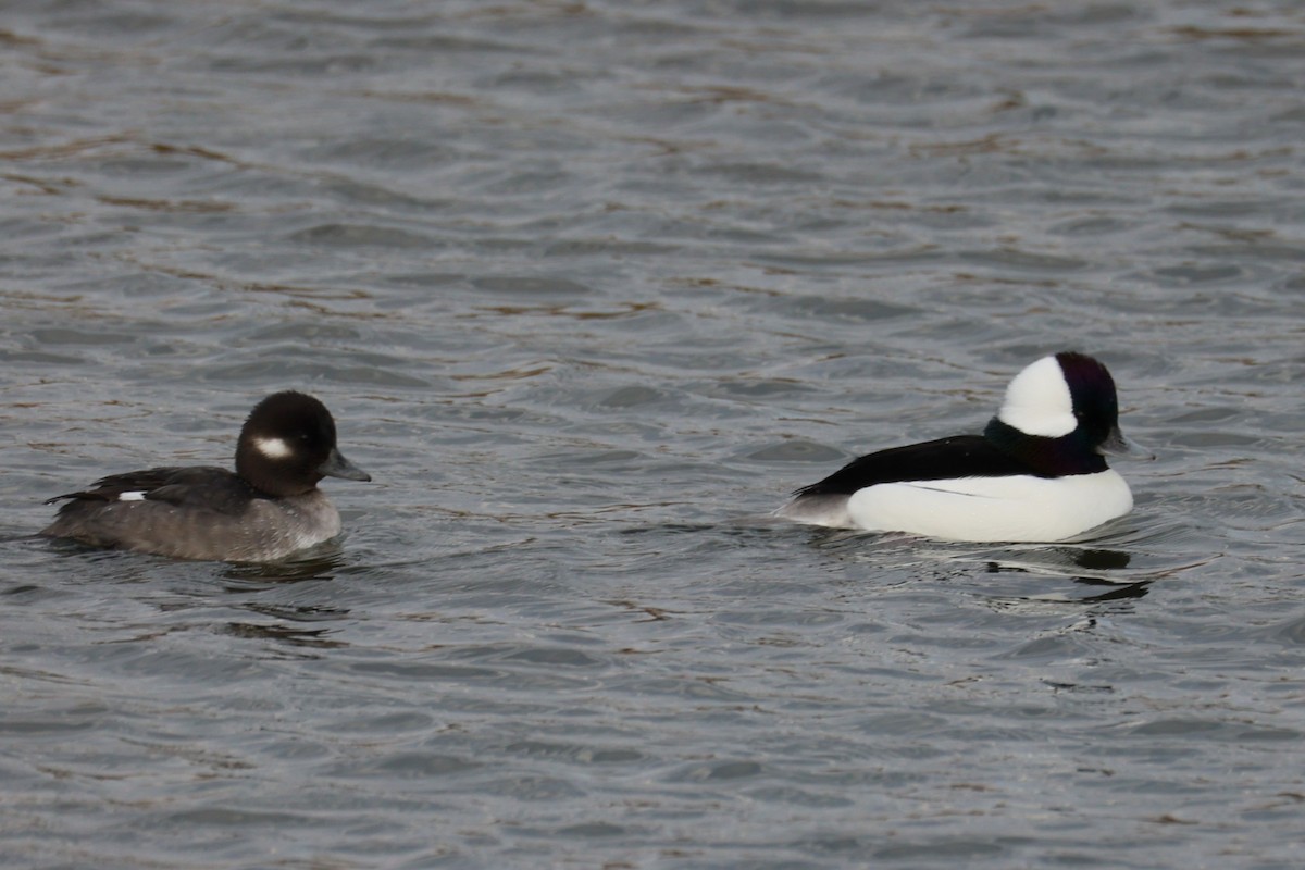 Bufflehead - ML645764616