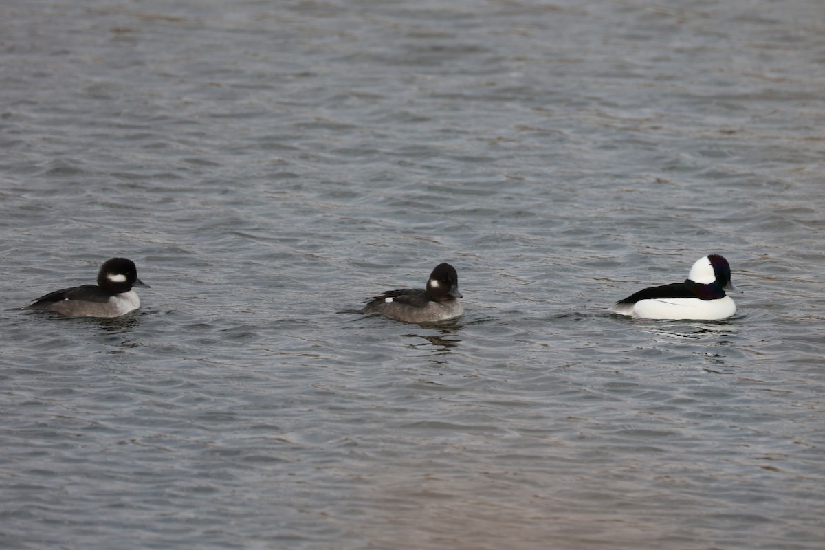 Bufflehead - ML645764617