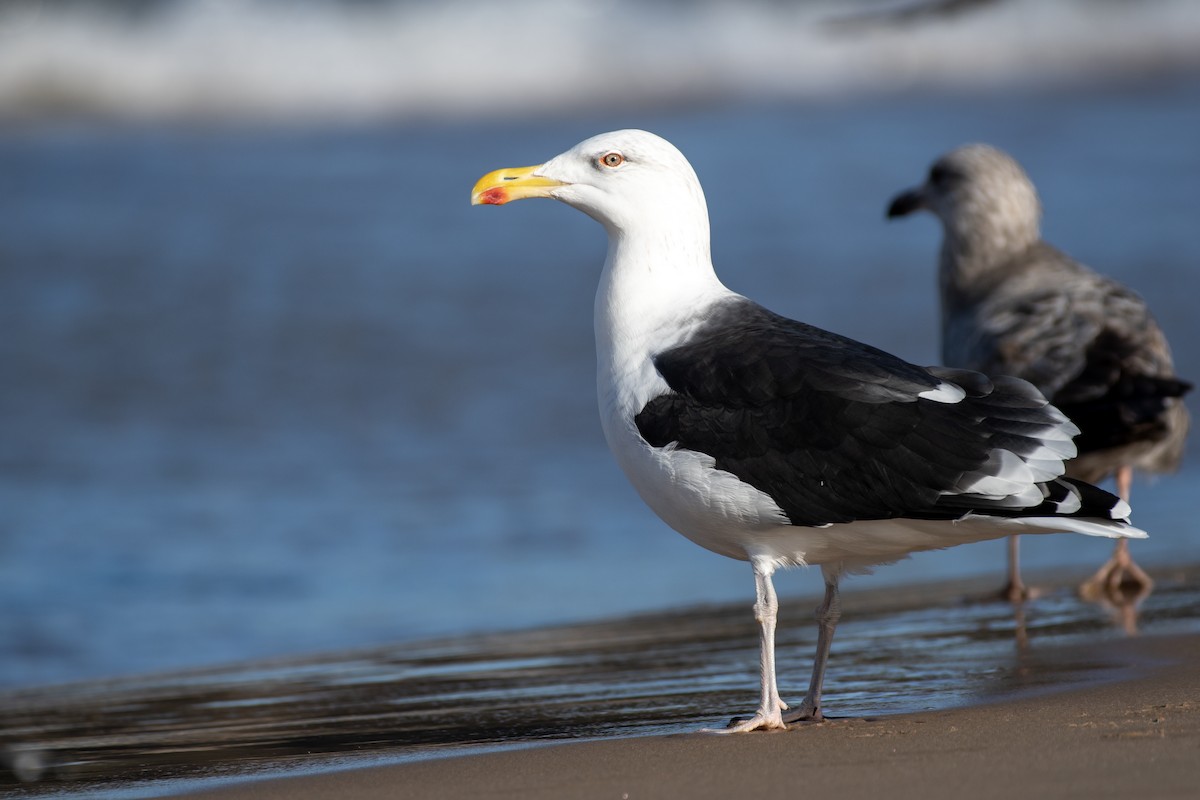 Great Black-backed Gull - ML645764618