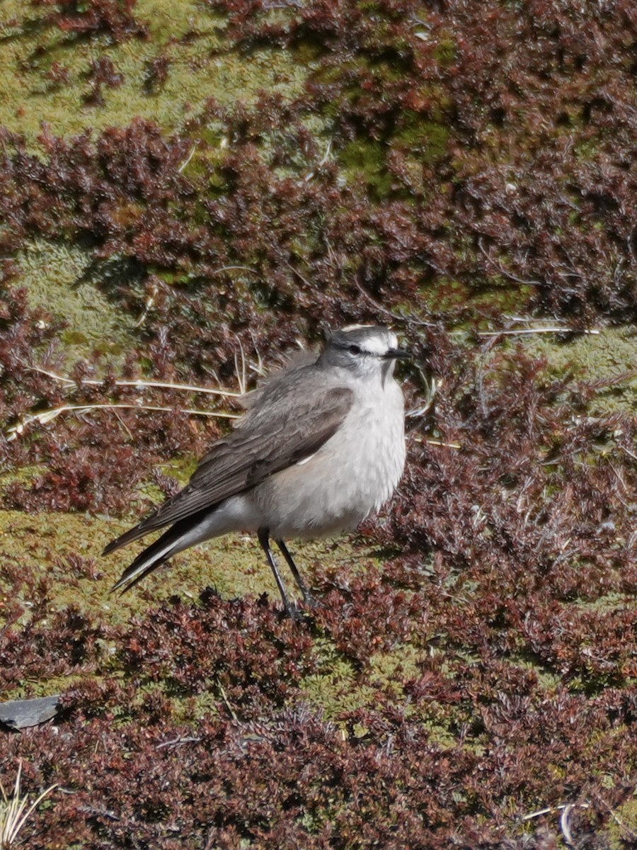 Ochre-naped Ground-Tyrant - ML645764620