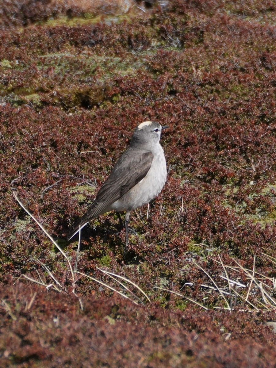 Ochre-naped Ground-Tyrant - ML645764621