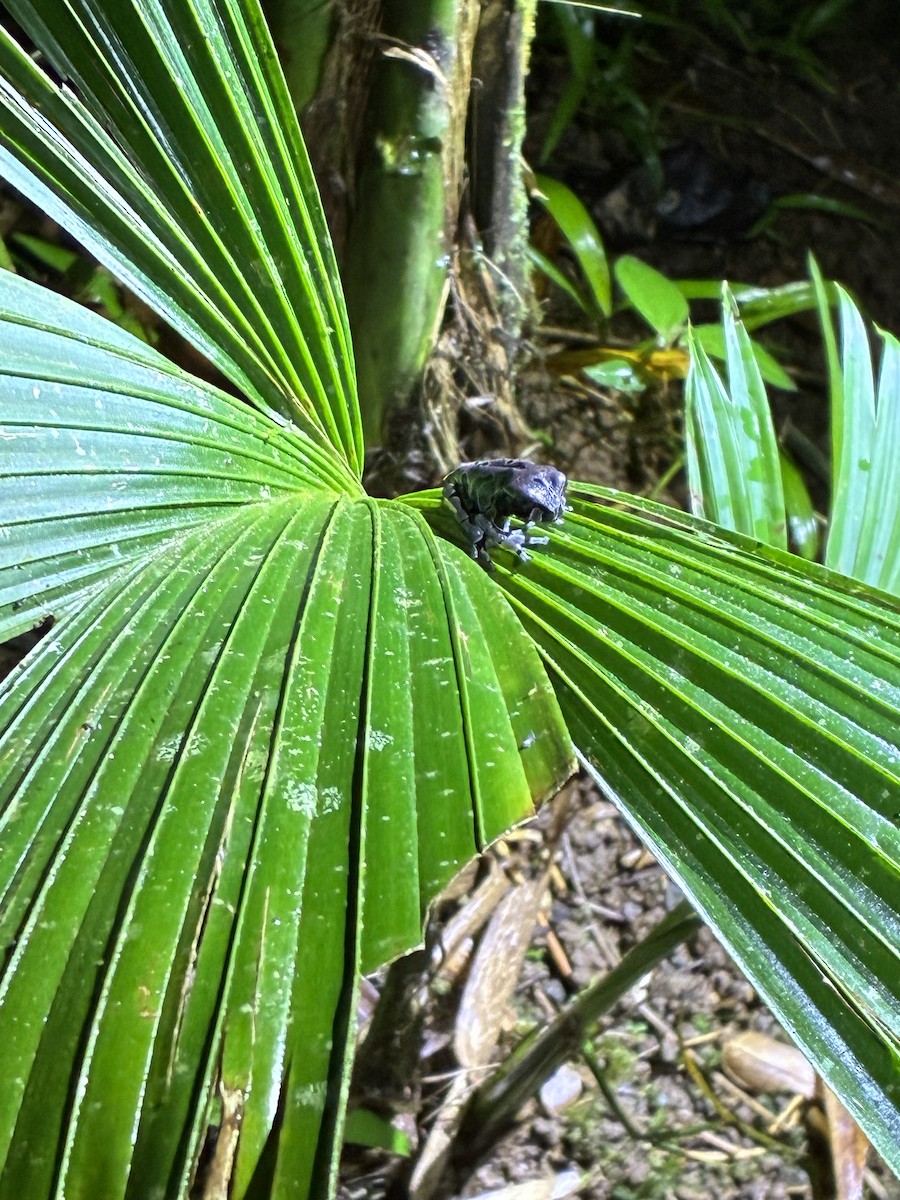 Frogs and Toads - ML645764631