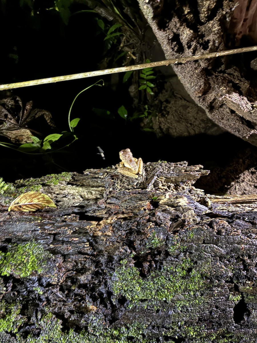 Frogs and Toads - ML645764632