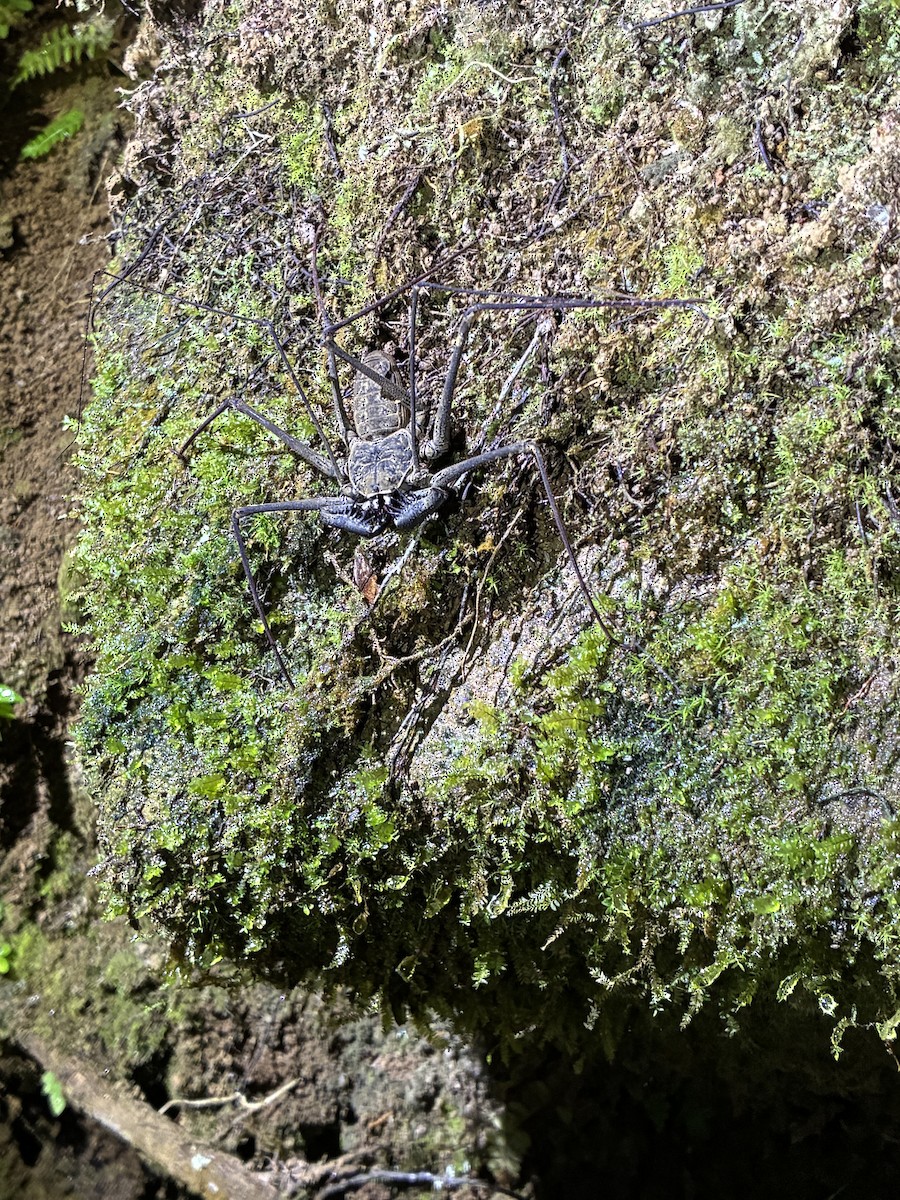 Spiders - ML645764633