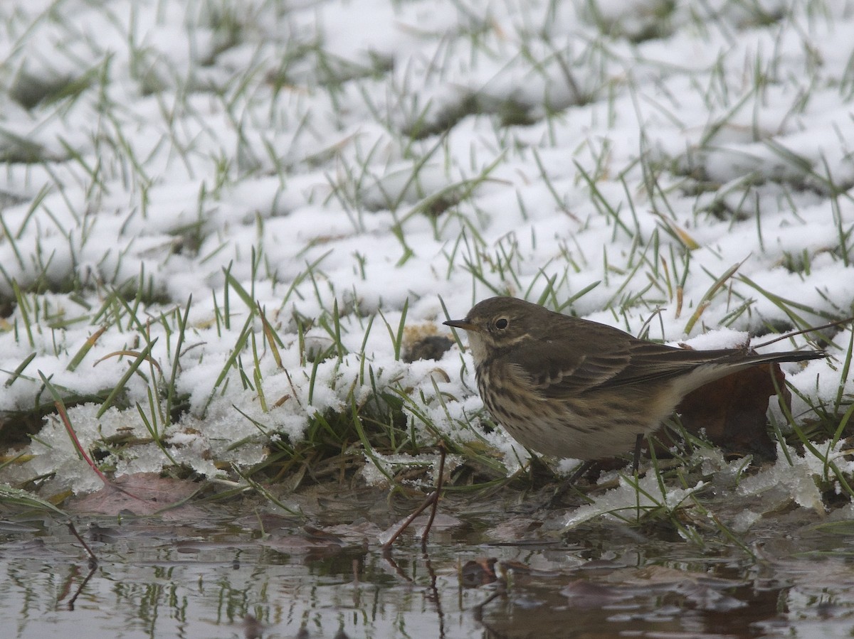American Pipit - ML645764636