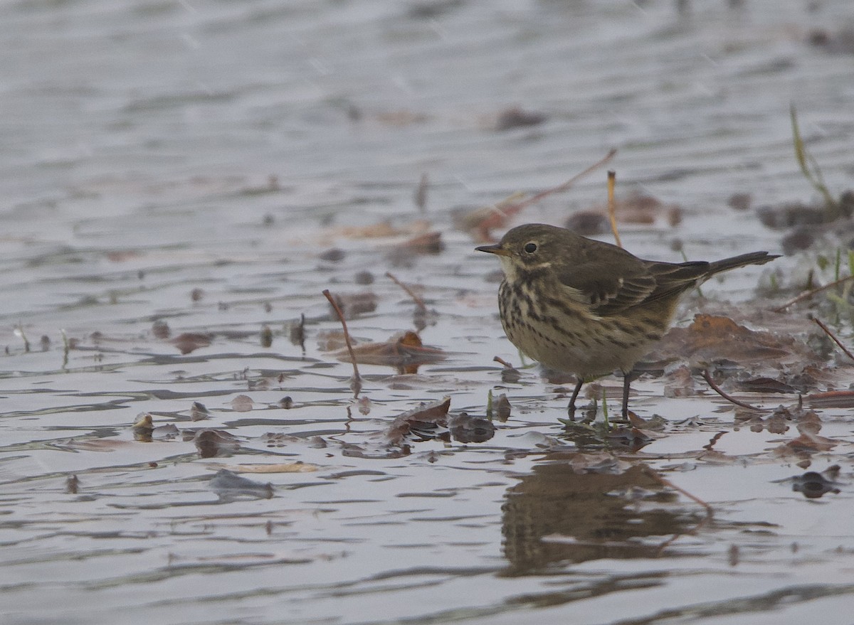 American Pipit - ML645764637