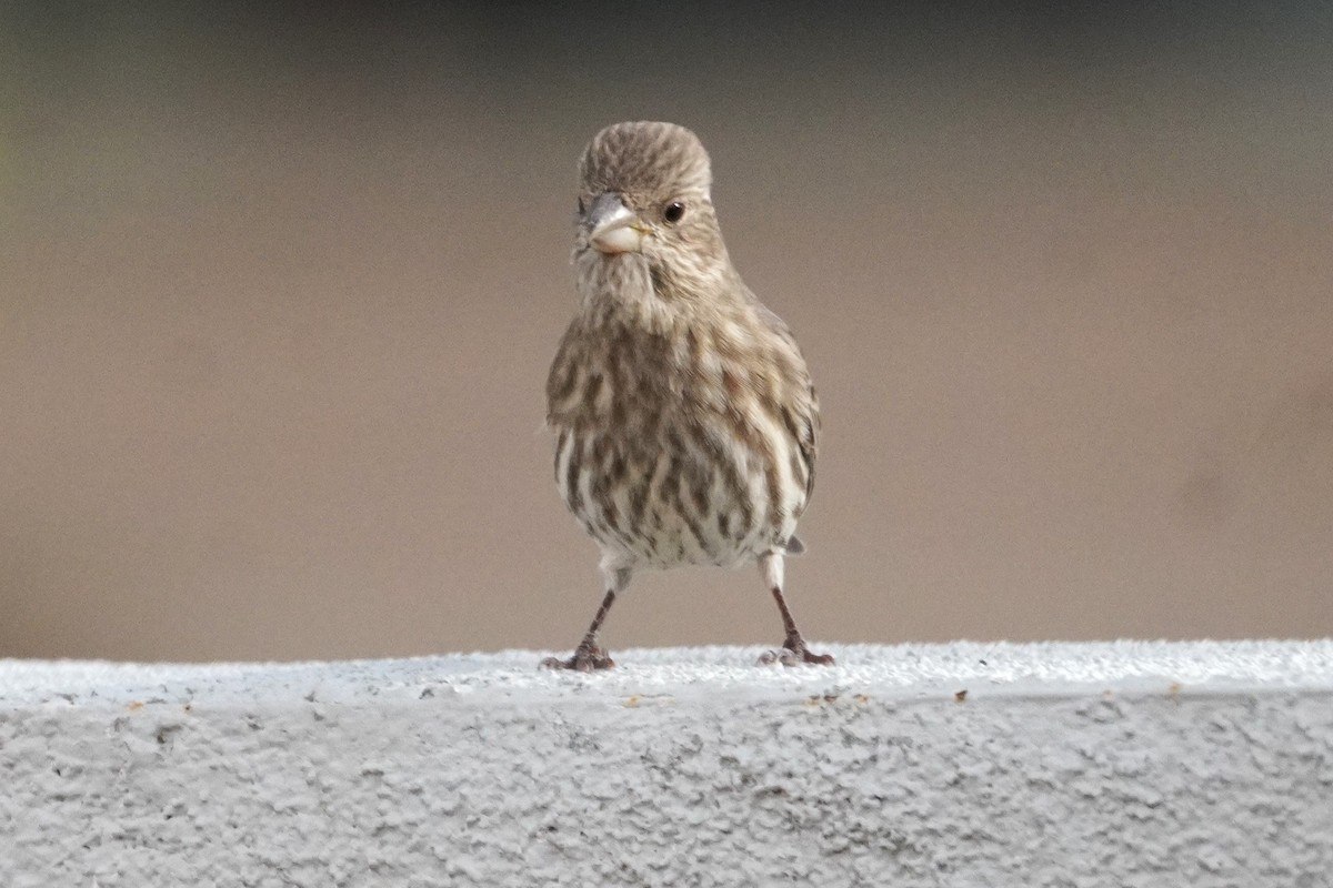 Roselin familier - ML645764640