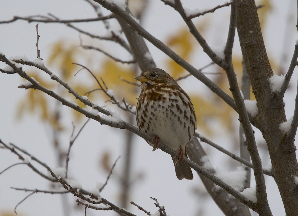 Fox Sparrow (Red) - ML645764644