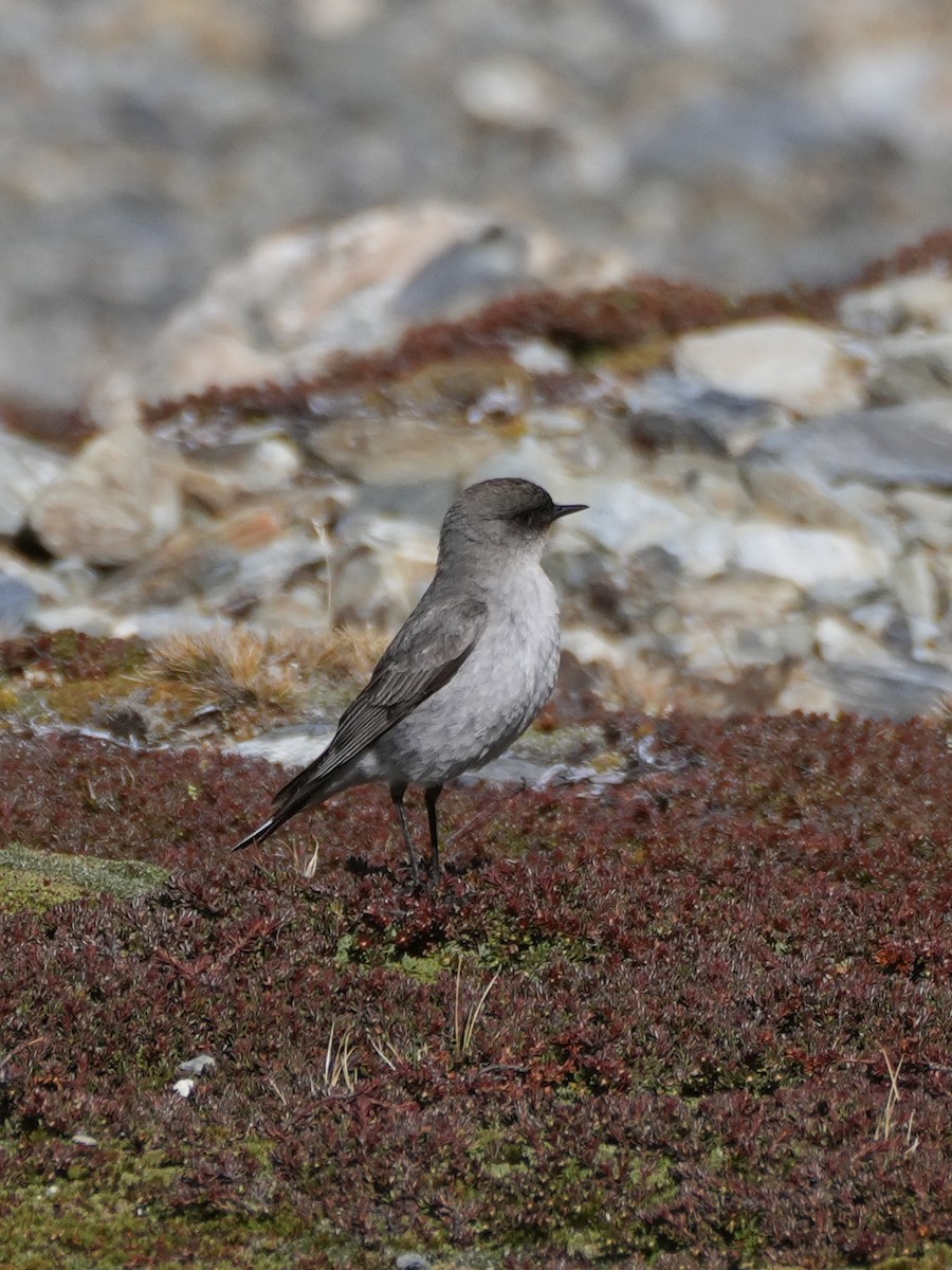 Dormilon bistré (mentalis) - ML645764646