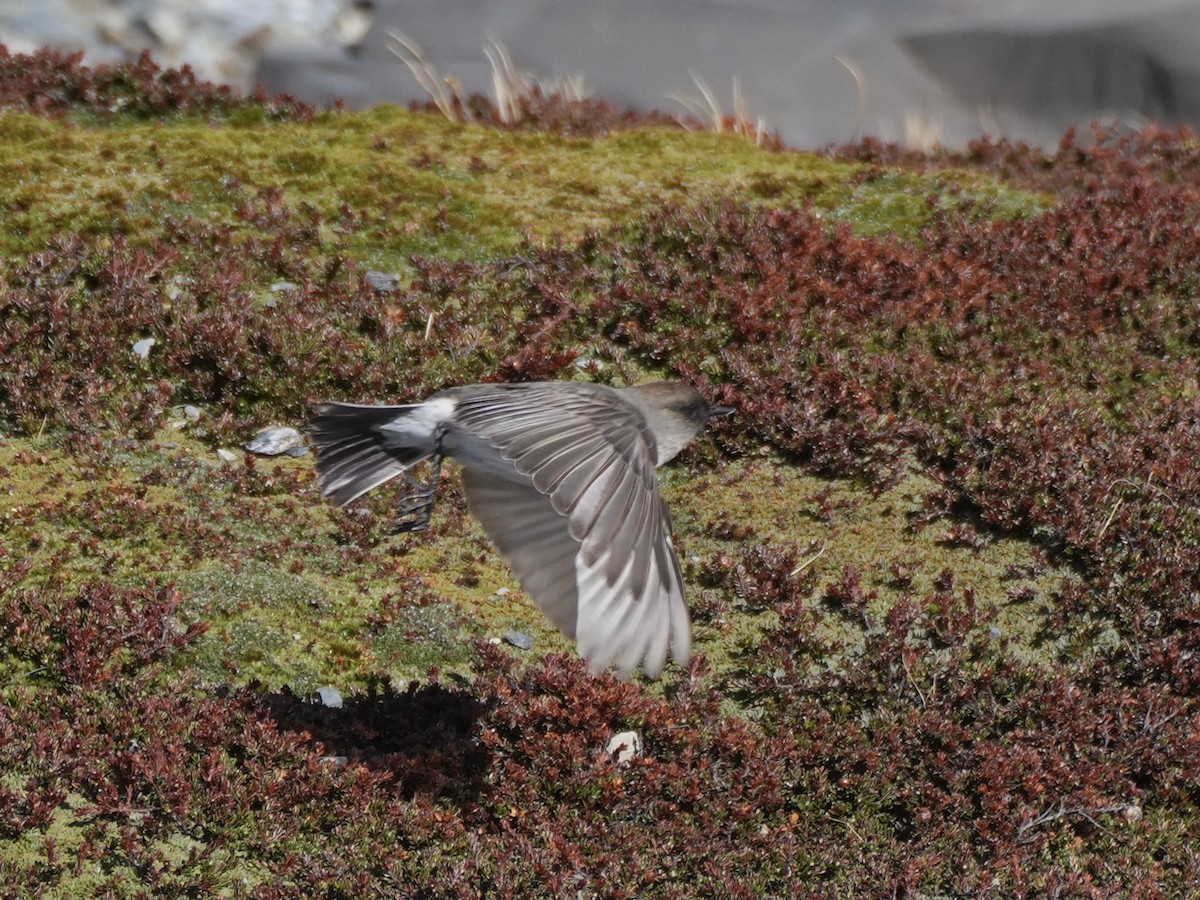 Dormilon bistré (mentalis) - ML645764647