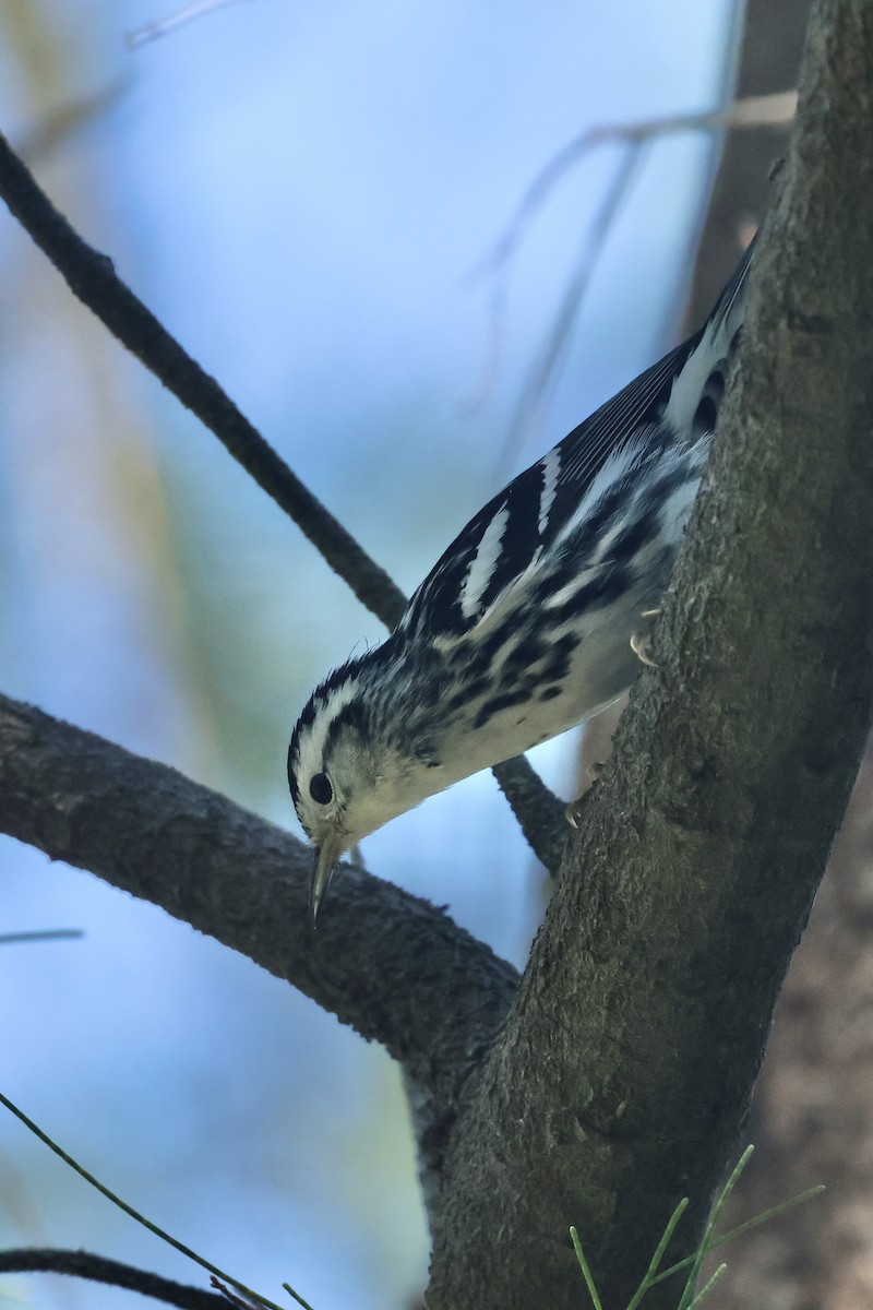 Black-and-white Warbler - ML645764655