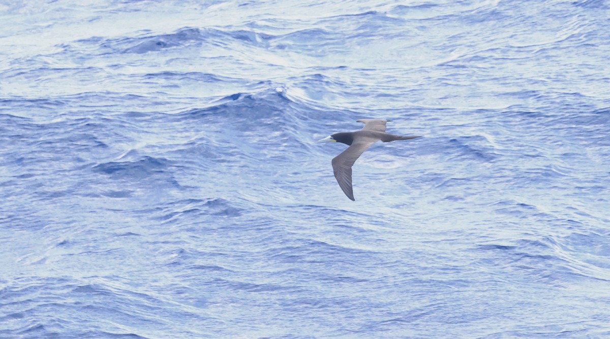 Brown Booby - ML645764656
