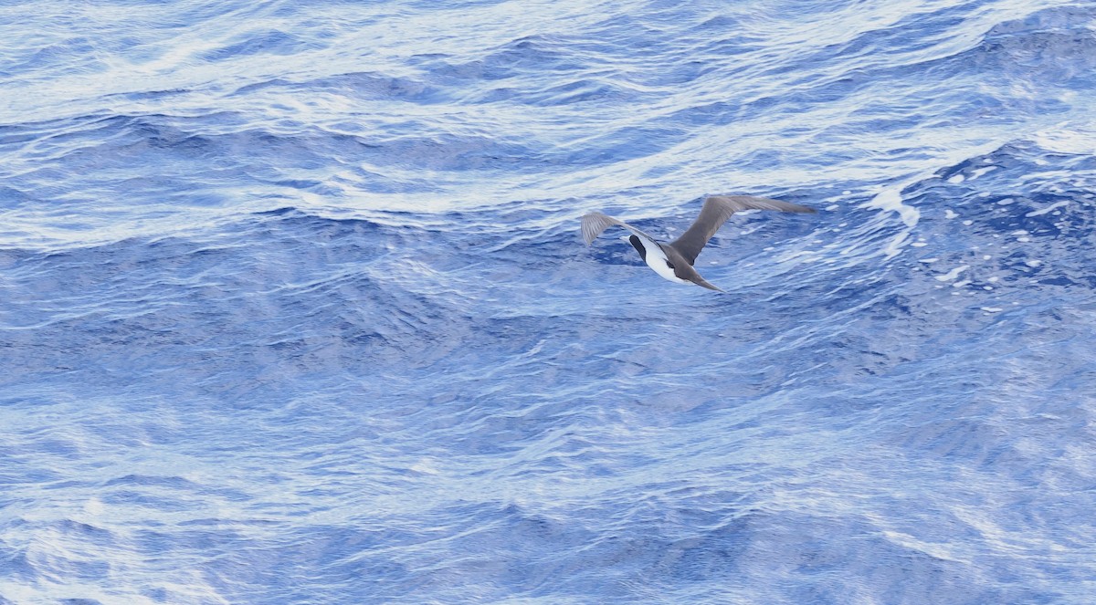 Brown Booby - ML645764658