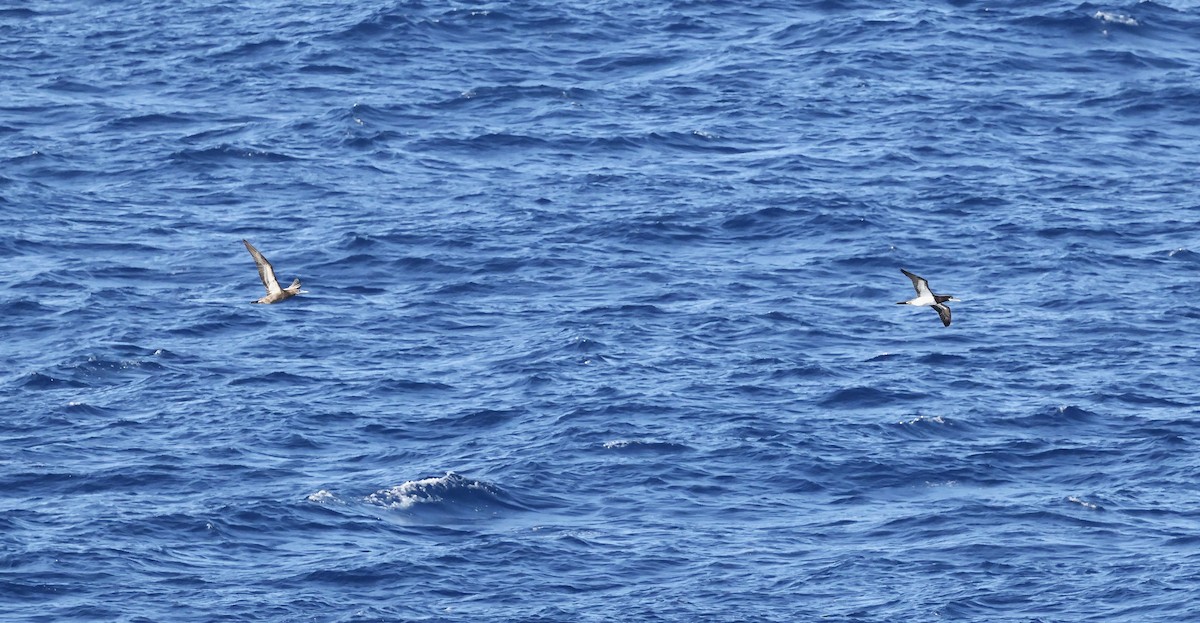 Brown Booby - ML645764659