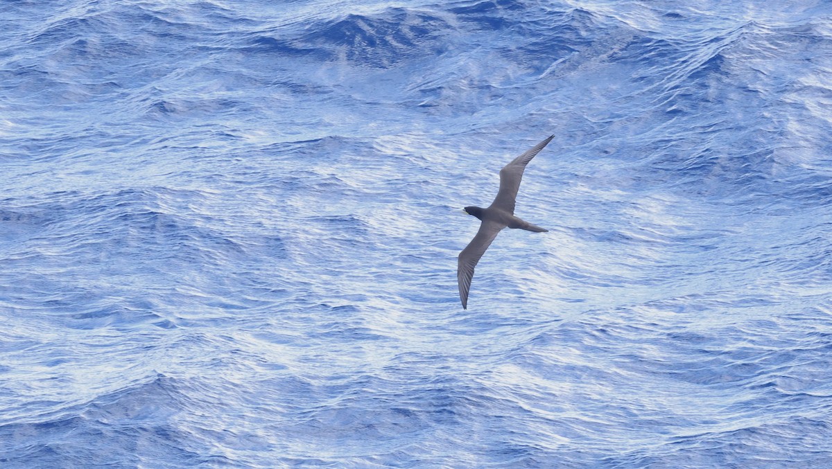 Sula fosca - ML645764660