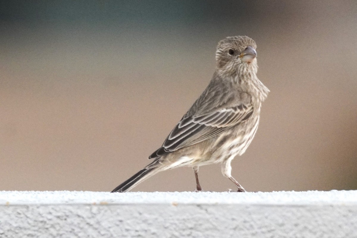 Roselin familier - ML645764661