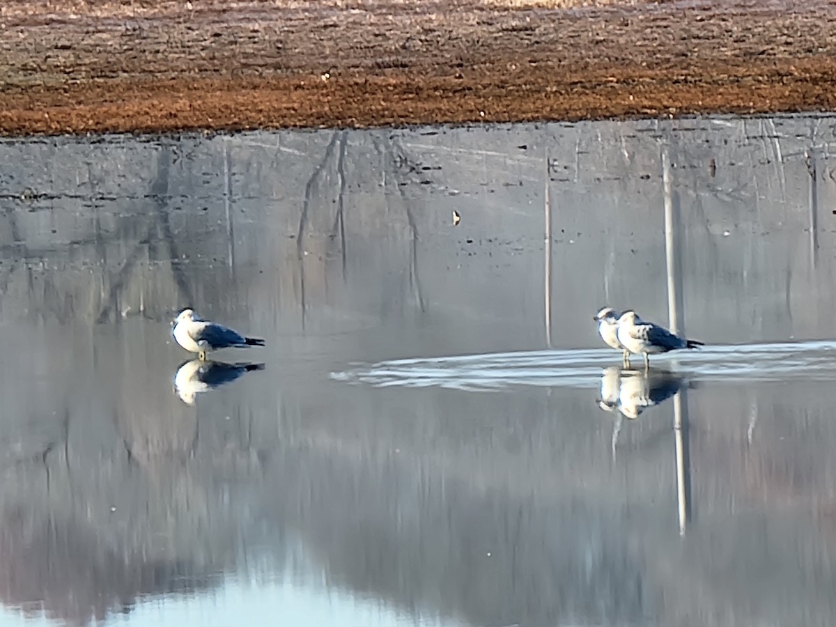 Gavina americana - ML645764666