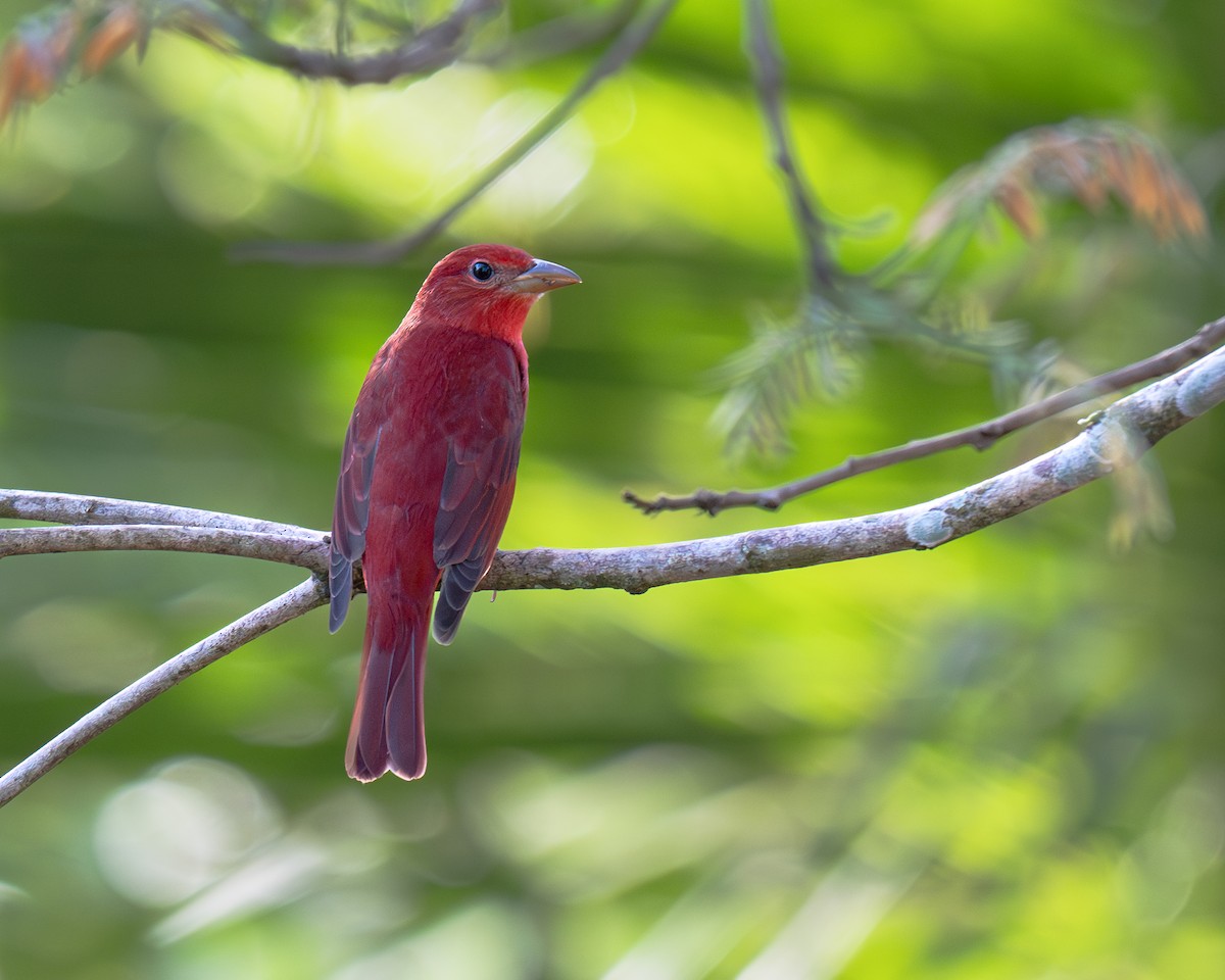 Summer Tanager - ML645764669