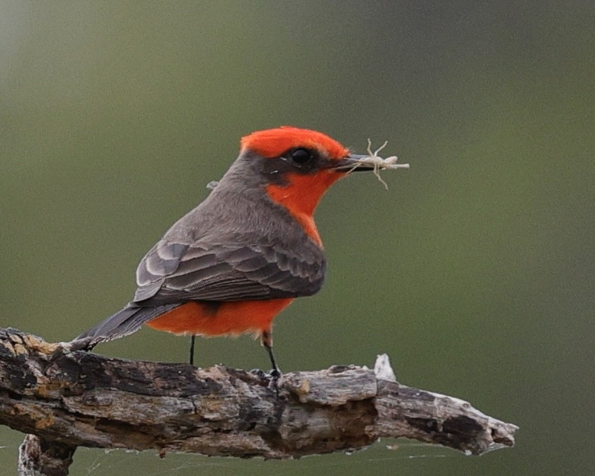 Vermilion Flycatcher - ML645764671