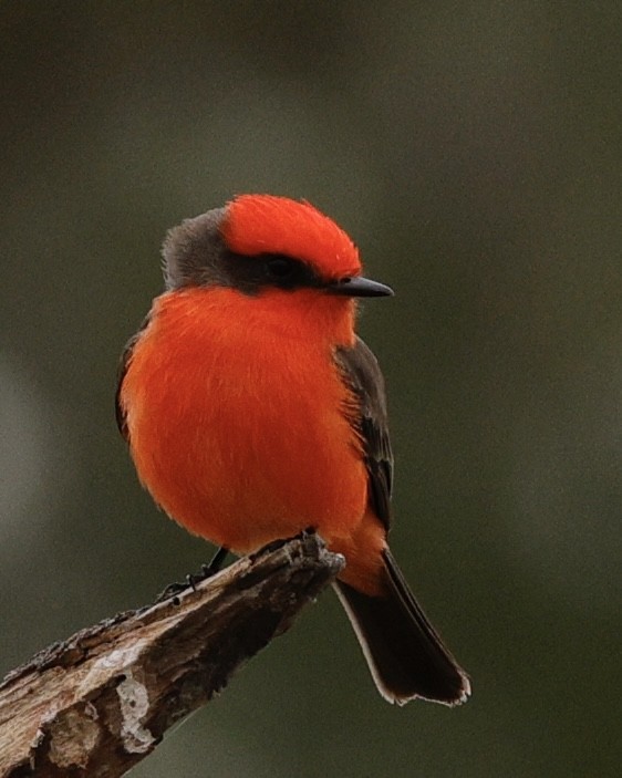 Vermilion Flycatcher - ML645764672