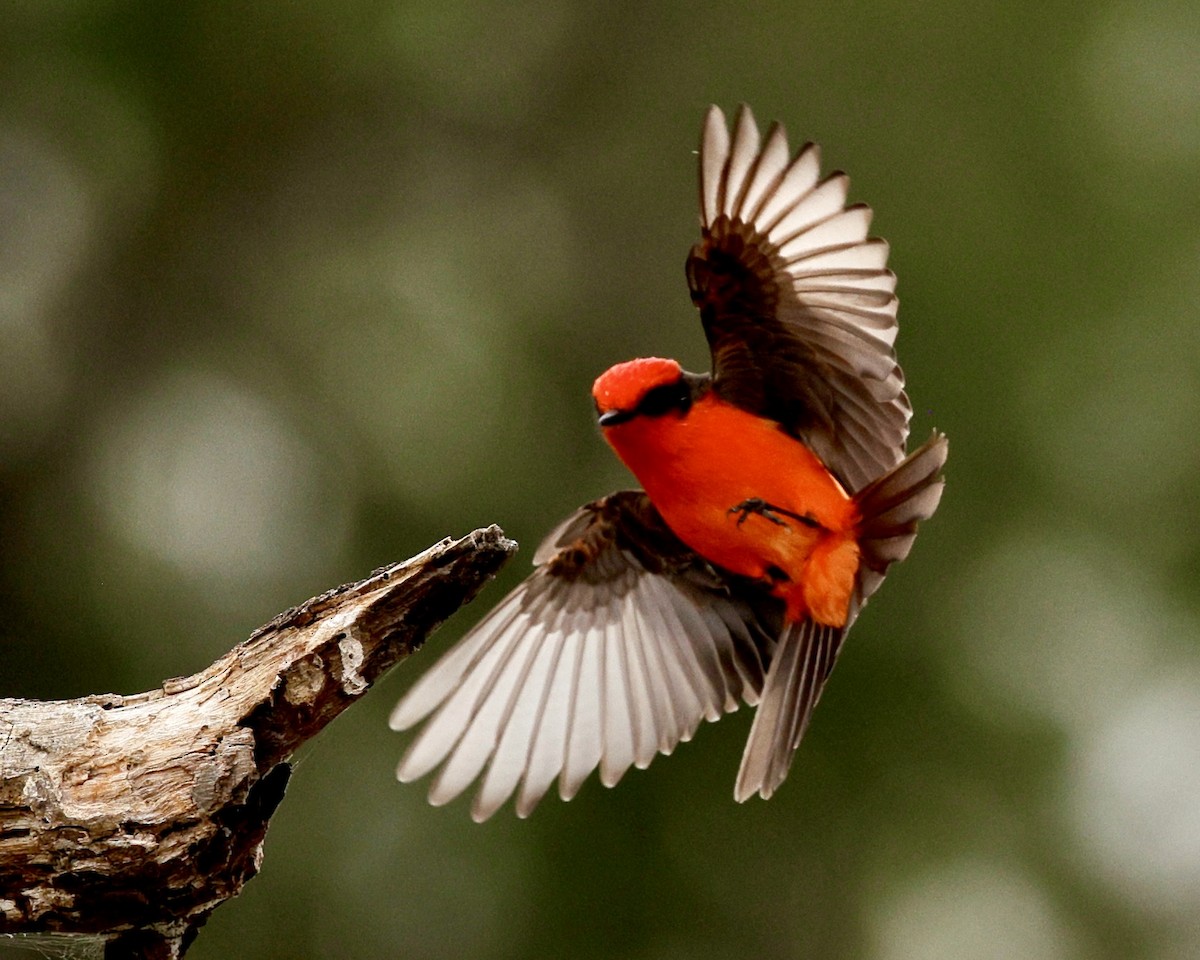 Vermilion Flycatcher - ML645764673