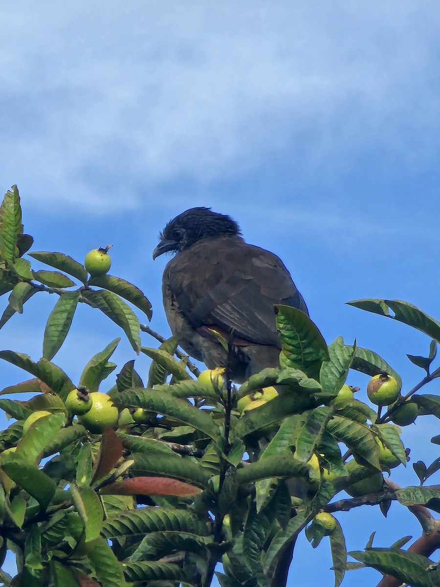 Gray-headed Chachalaca - ML645764675