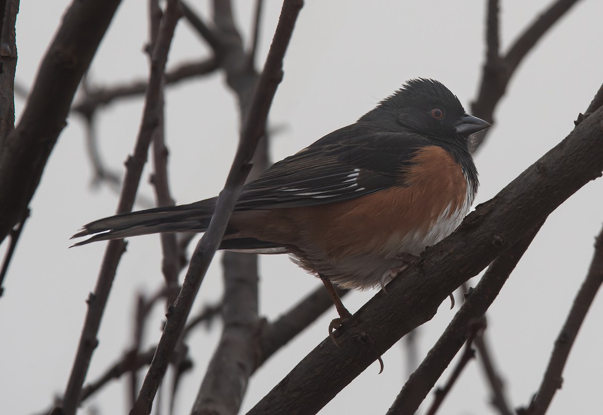 Spotted/Eastern Towhee (Rufous-sided Towhee) - ML645764676