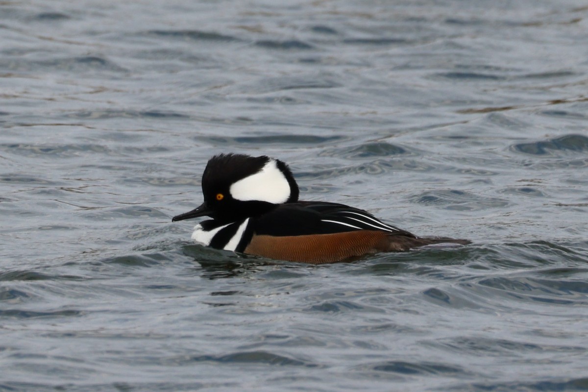 Smergo dal cappuccio - ML645764677