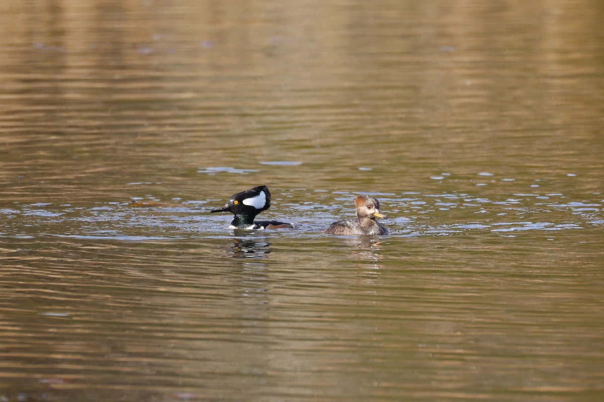 Smergo dal cappuccio - ML645764678
