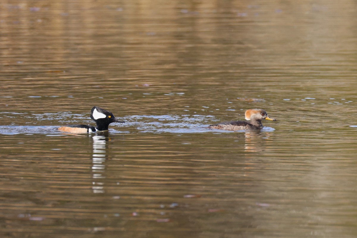 Smergo dal cappuccio - ML645764679