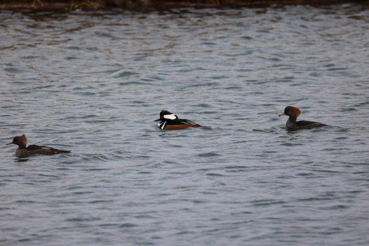 Smergo dal cappuccio - ML645764680