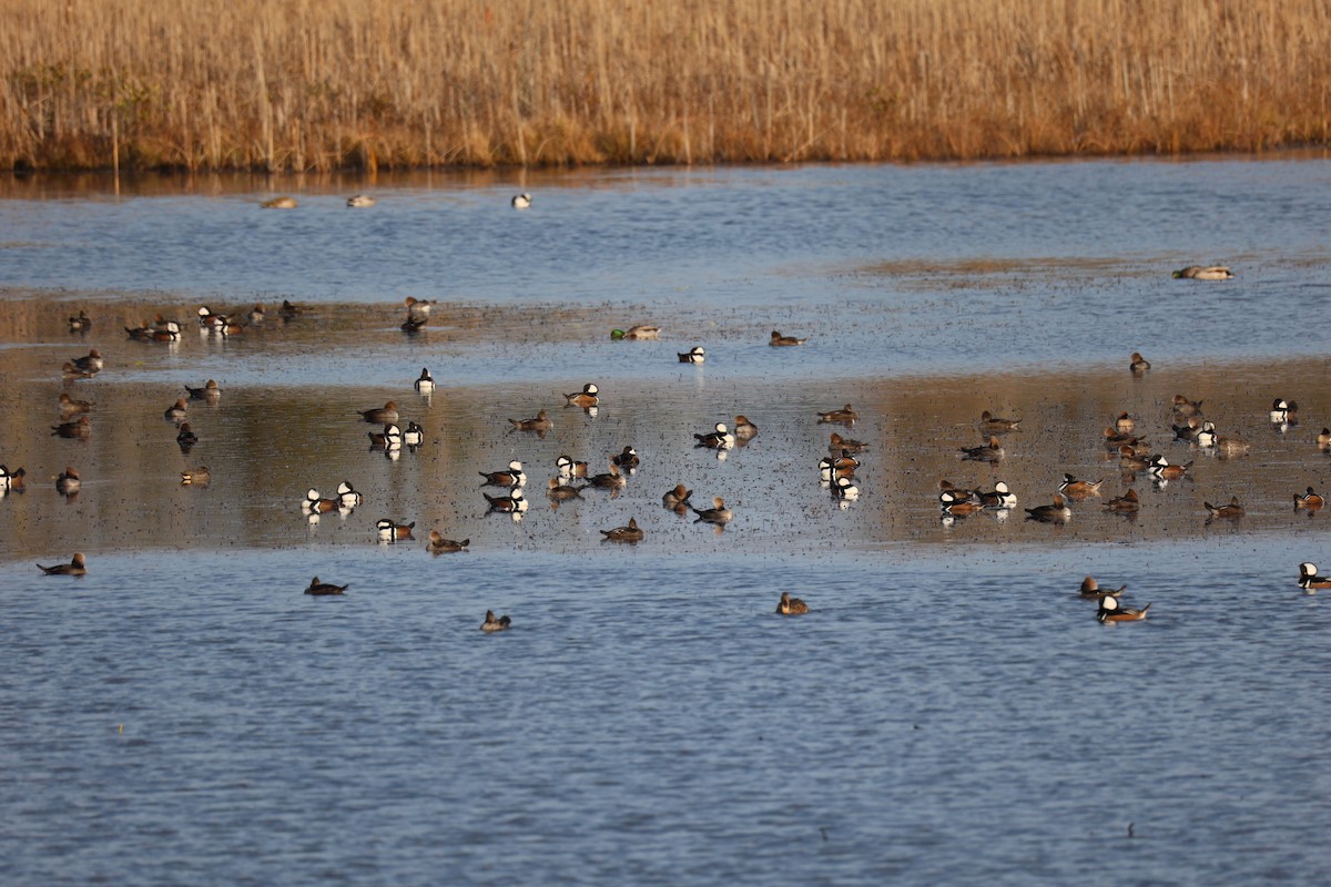 Smergo dal cappuccio - ML645764681