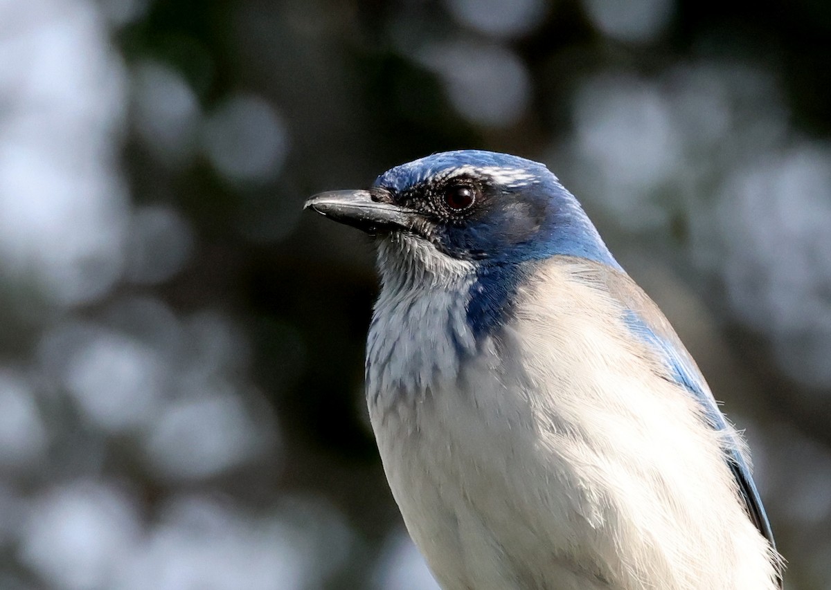 California Scrub-Jay - ML645764683