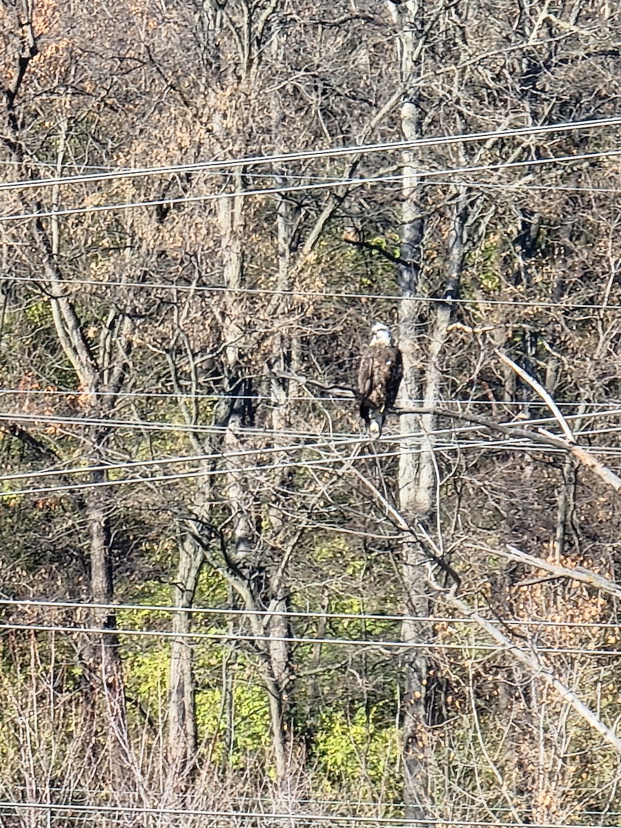 Bald Eagle - ML645764688