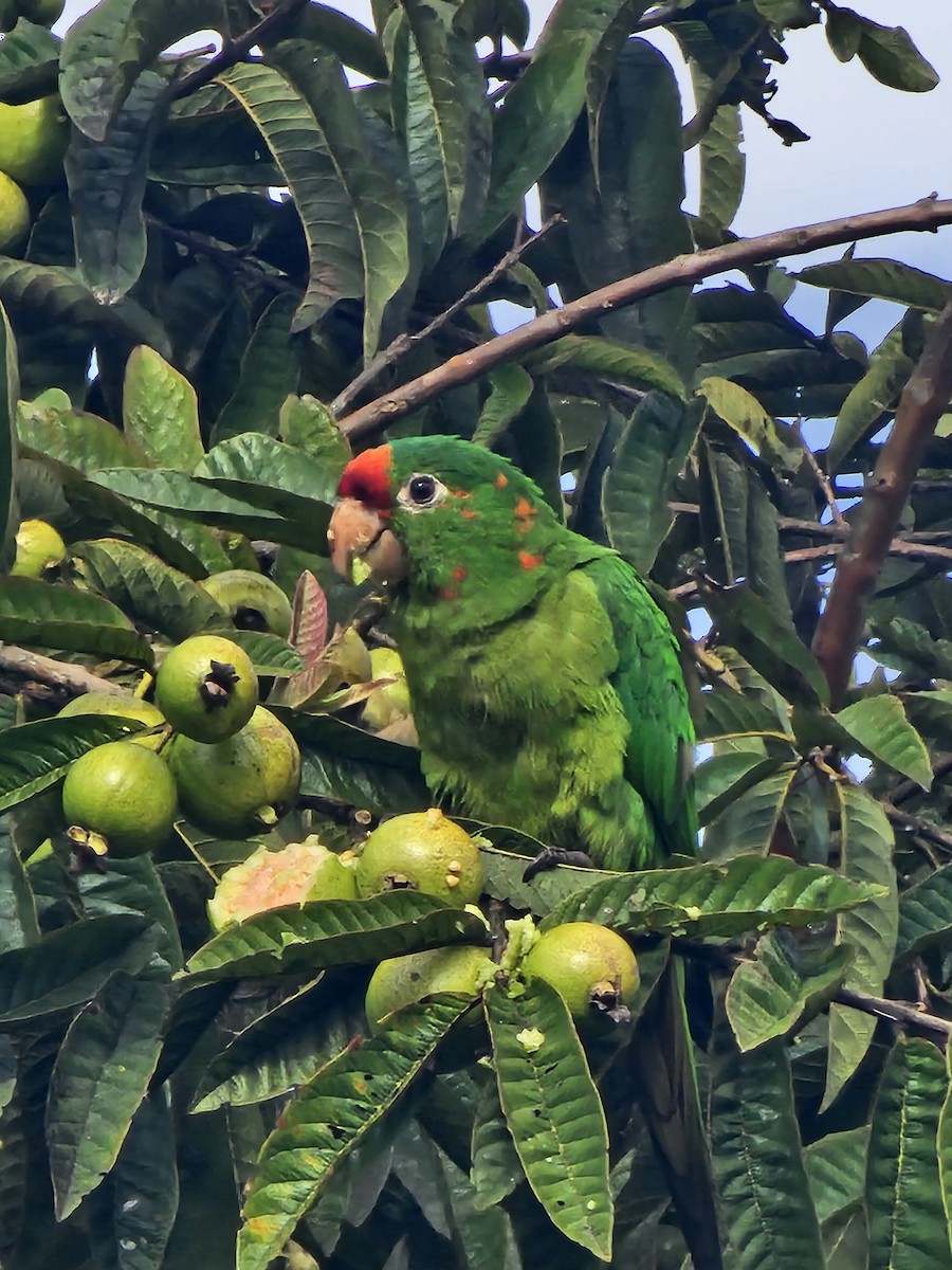 Crimson-fronted Parakeet - ML645764690
