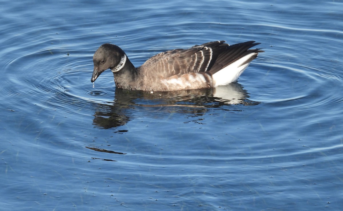 Oca colombaccio - ML645764691