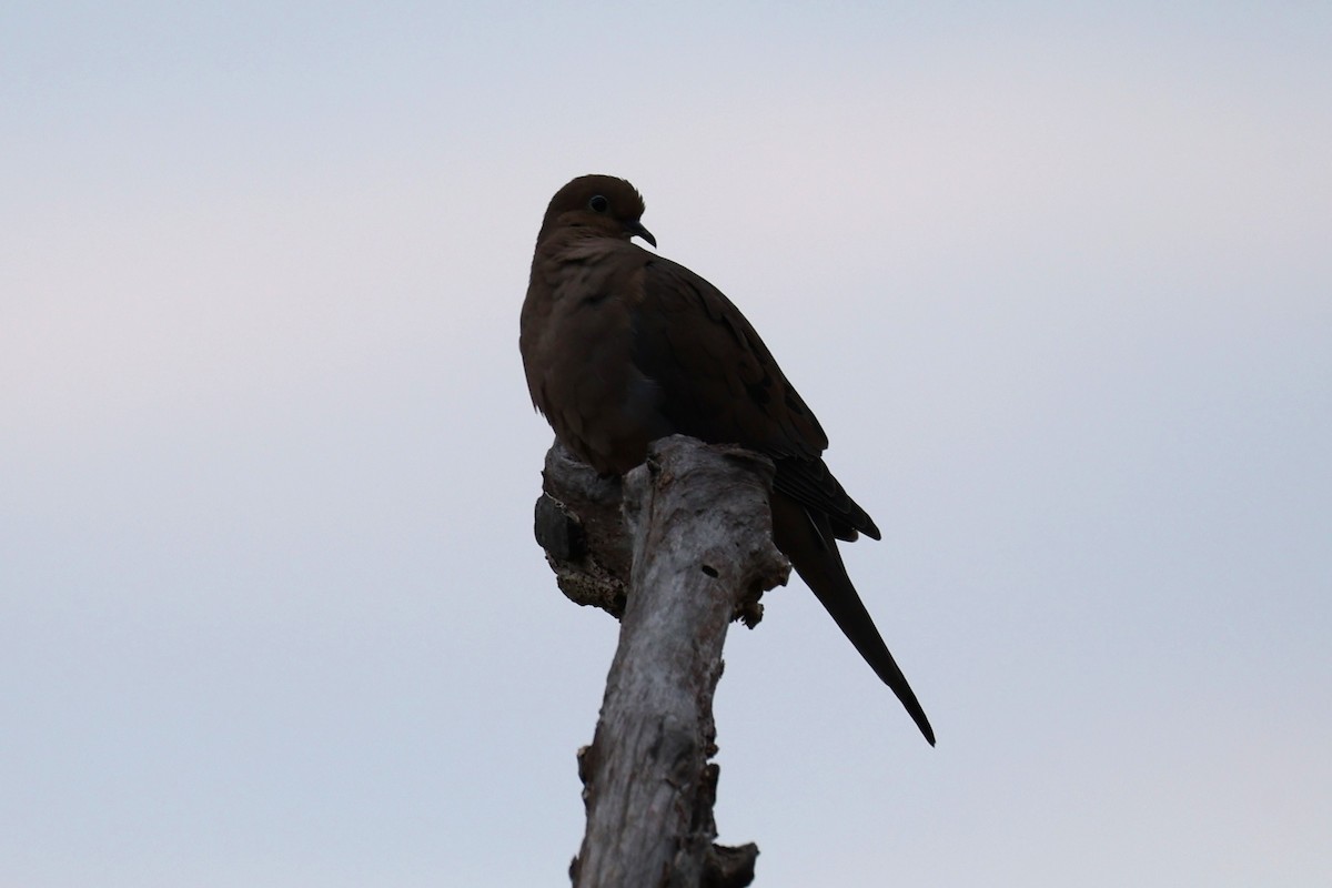 Mourning Dove - ML645764692