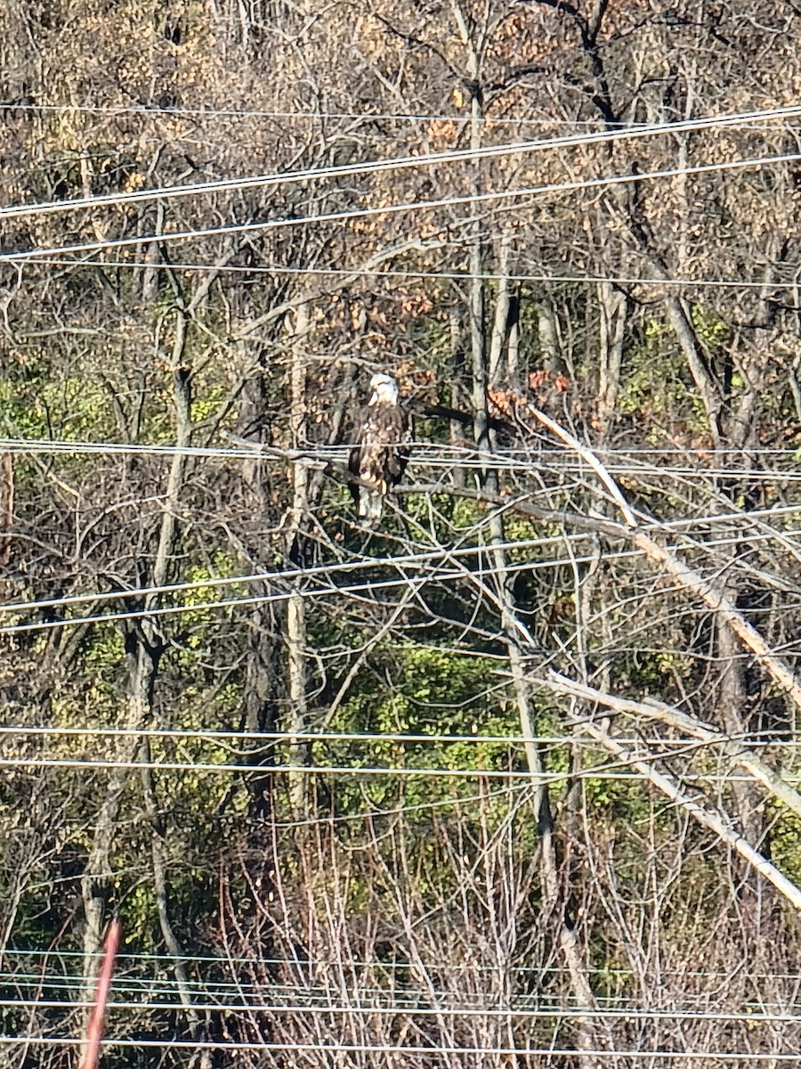 Bald Eagle - ML645764693